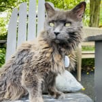 Transdermal is the way to go!