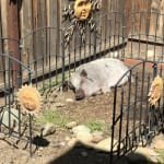 Keeping our piggy's skin and coat healthy.