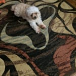 This medicine saved my dog