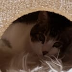 I love VetRX and give them 5 stars!