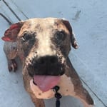 This medication is helping my dog through cancer treatment