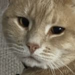 Rocky depends on his flea protection