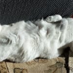 Vet Rx Direct made switching so easy