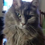 perfect size needle for subq fluids