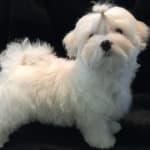 Could eat one a day.