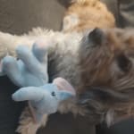 Thank God for vetrxdirect.com