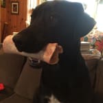 Great Speedy Service