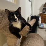 Easy to Administer B Vitamins