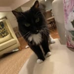 XX from the tuxedo girl