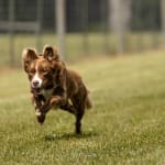 Really works, dogs like the taste.