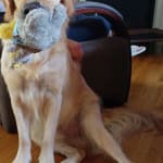 Clindamycin great for Cooper's skin