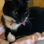 These high calorie push up treats are the BEST