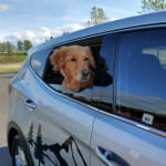 Works well for my golden retriever