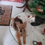 Ollie is diabetic,  was blind, had cataract surgery is fine.