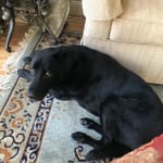 Relief from joint pain