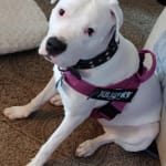 Vetradant Toothpaste