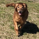 Outstanding Probiotic!