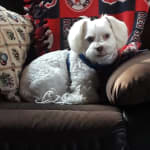 Easy pet meditation access