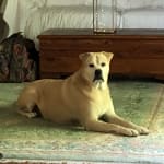 Keeps my dogs teeth and gums clean and healthy.