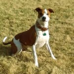 pet urine ph/bladder health