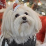 Purina Fortiflora SA