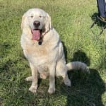 Riley is a happy man! We'll, happy dog!