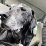 Medication has prolonged quality of life for Elli