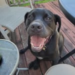 These chews help my dog's joints