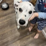 Helps our 14 Year Old Dalmatian