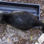 Easiest RX transfer- saved my cat.