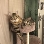 This medication helped my cat.