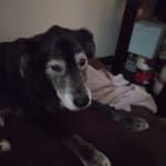 This helped to balance digestion