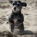 Perfect for dog with liver problems