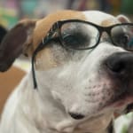 Keep away those nasty pests