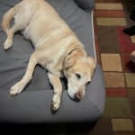 Great for making my older pup more comfortable