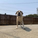 Hydrolyzed protein treats to hide medication