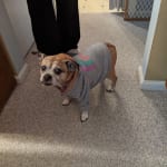 Palliative pain care