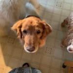 meds help dog stay healthy