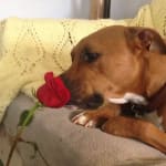 This medication took the joint pain away from my dog.