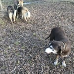 HyaFlex liquid great for older dogs
