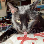 Cleaning a 15 year old cat's teeth has never been easier.