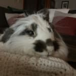 Treats my bunny's chronic eye issues, along with managing hi