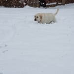 Hoping this helps my lab Obi.