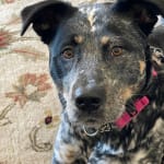 This was a godsend for our dog