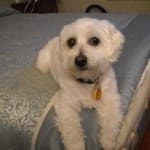 I will continue to purchase Heartgard from Vet Rx.