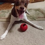 Saved our precious Ringo