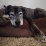 Improved heart health