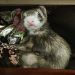 This powder aid helped to my adorable ferret