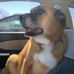 Check dosage before ordering