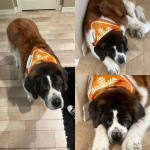 This Probiotic Works!